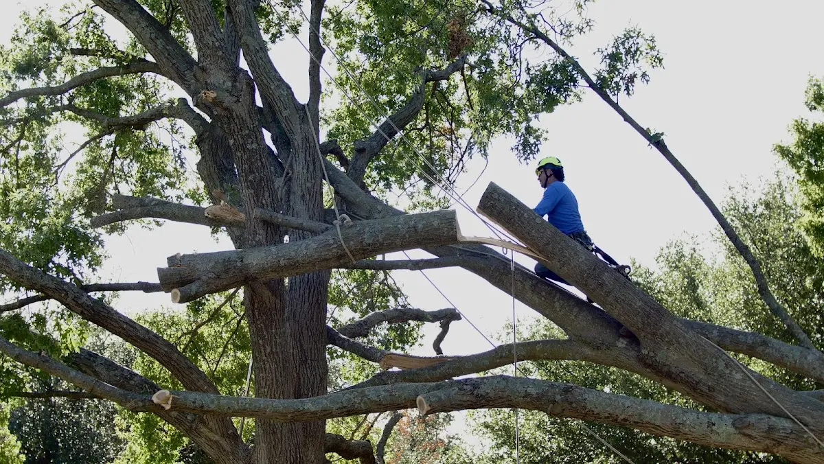 Professional Hazardous Tree Removal performed by certified arborists in Macy