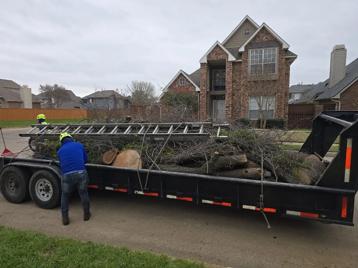 Expert Tree Removal with proper safety equipment in Macy